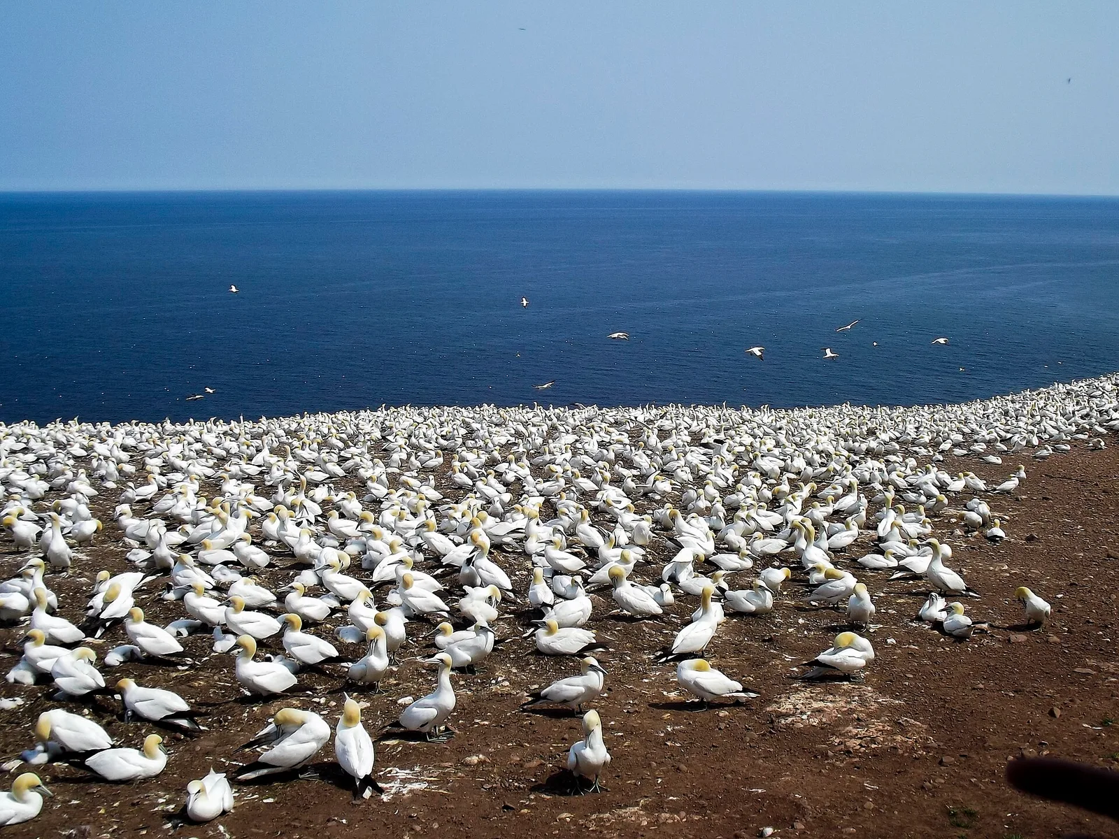 Colonie de fous de Bassan sur l'île Bonaventure