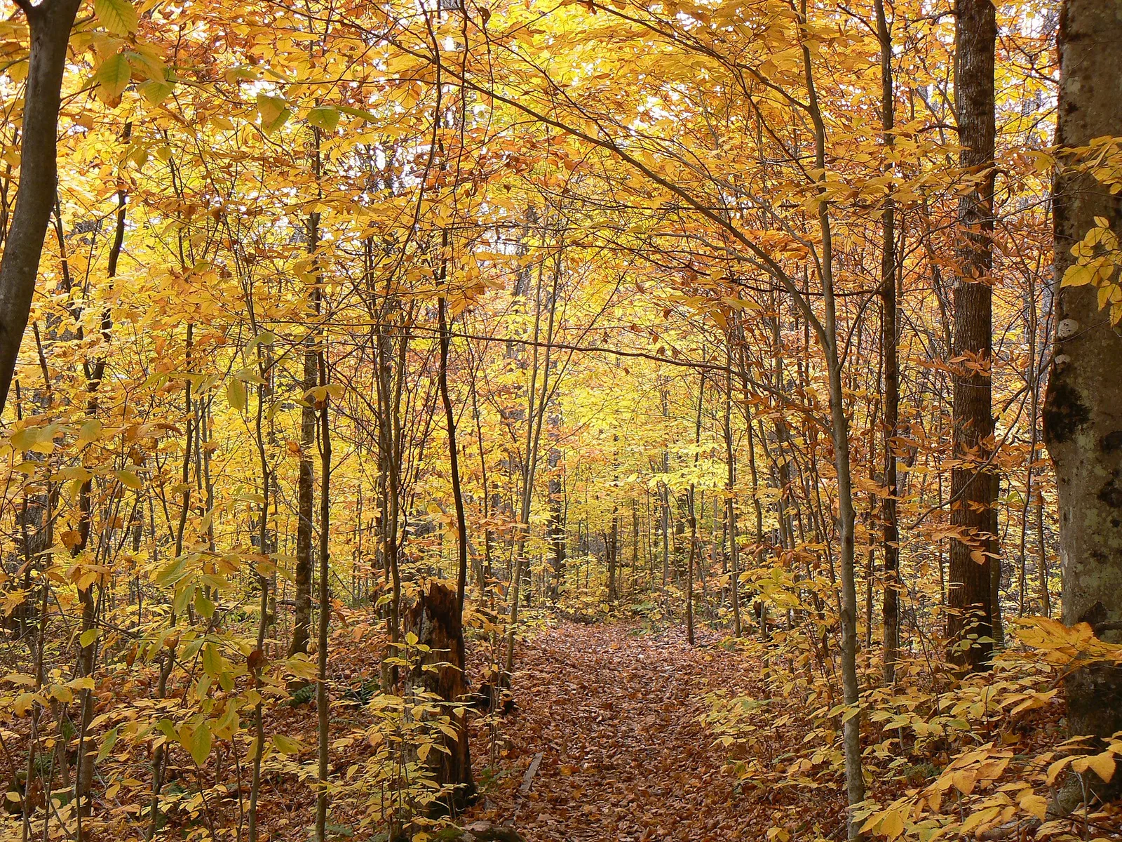 Lac Wapizagonke, parc national de la Mauricie