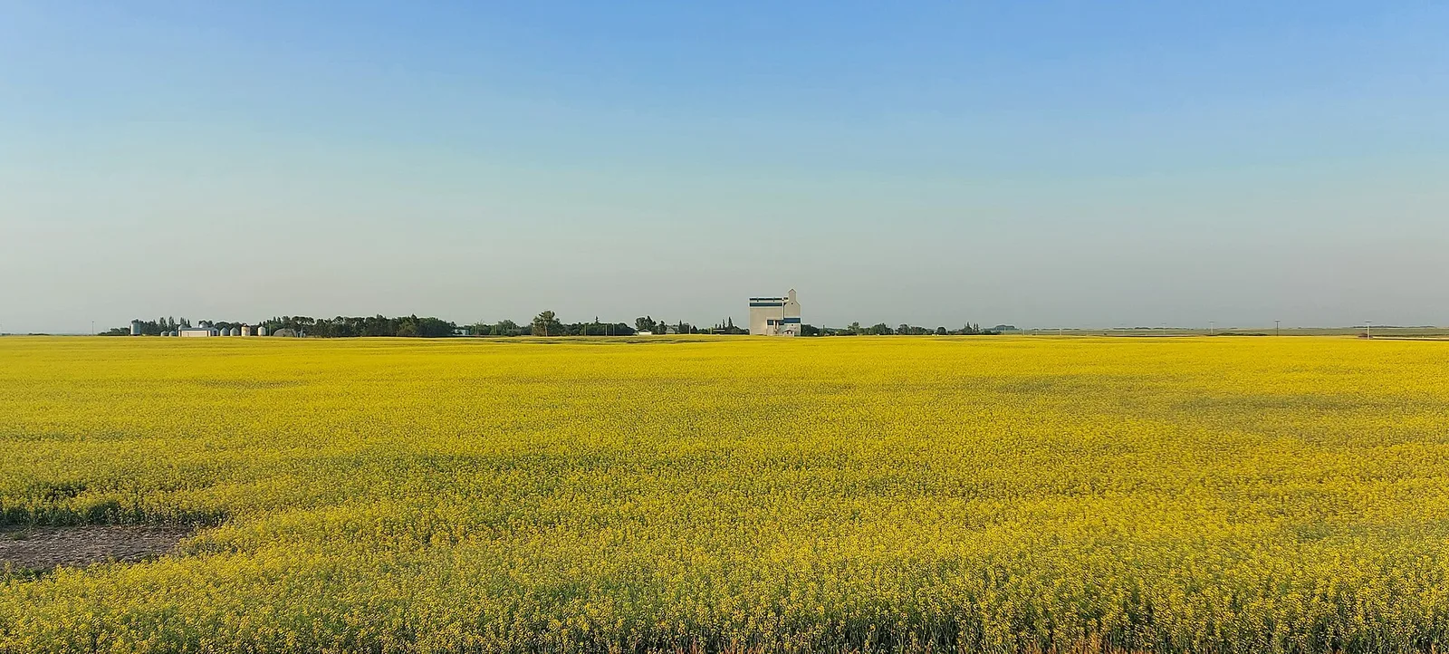 Champ de canola jaune sur la Transcanadienne en Saskatchewan
