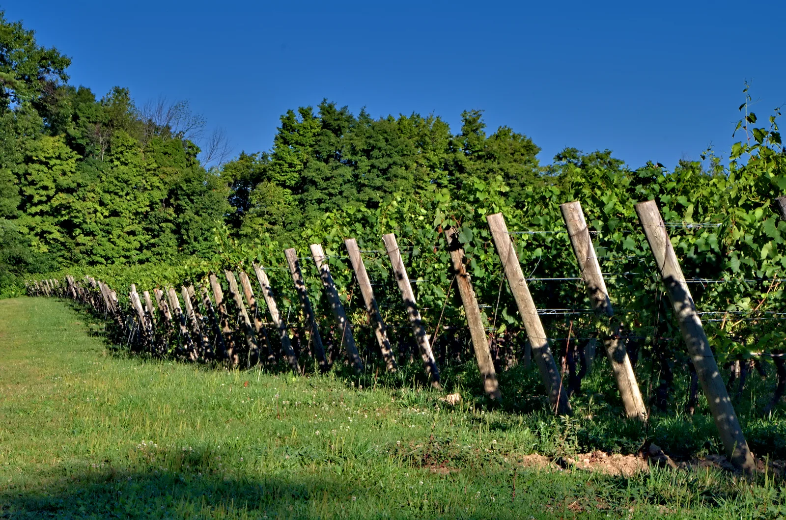 Rangs de vigne d'un vignoble de Niagara-on-the-Lake